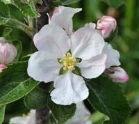 Højberg Kalvil æbleblomster